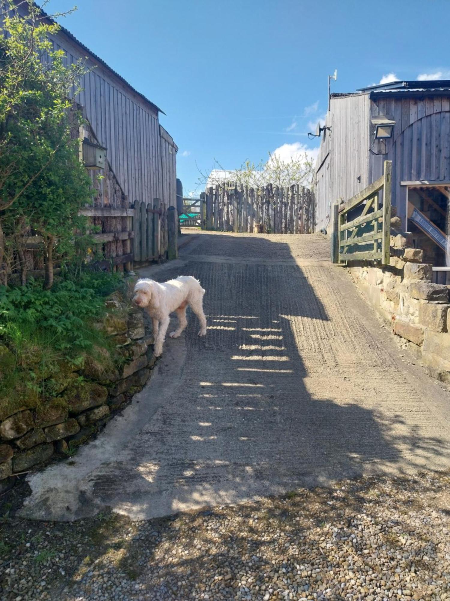 Meadowbeck - Shepherd Huts Fylingdales Exterior foto